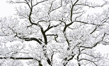 Print of Fine Art Tree Photography by Thomas Biegler