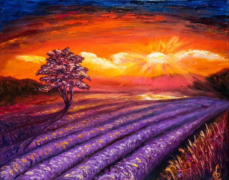 lavender fields sunset