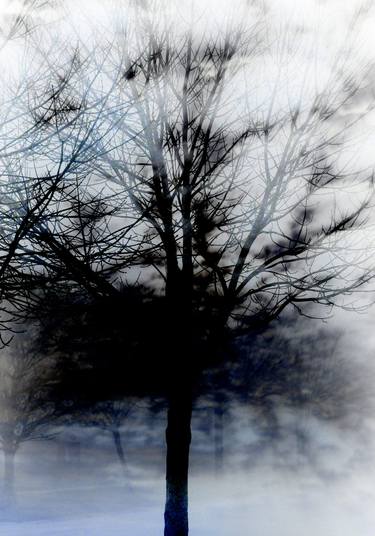 Print of Conceptual Tree Photography by Mike Voss