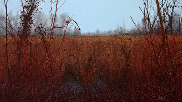 Savar, Snowless Winter at the Pond - 7 thumb