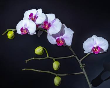 Original Fine Art Floral Photography by M K Miller III