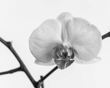 Original Art Deco Floral Photography by M K Miller III