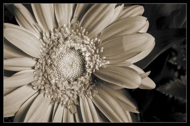 Sepia Tone Daisy 8043.01  2 of 15 thumb