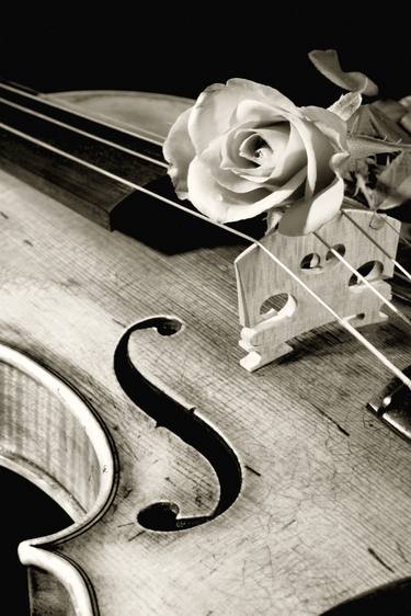 Monochrome Violin and Rose 0377.01 3 of 30 thumb