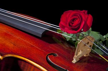 Violin and Red Rose 0387.02 thumb