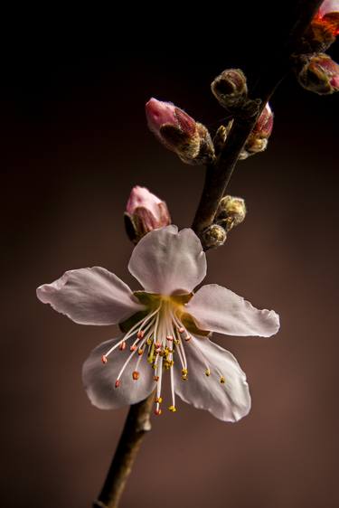 Original Fine Art Floral Photography by M K Miller III