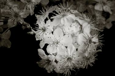 Monochrome Wild Plum Blooms 5511.01 thumb