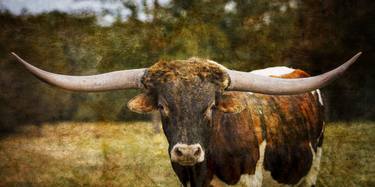 Texas Longhorn Cattle 5314.03 - Limited Edition 2 of 5 thumb
