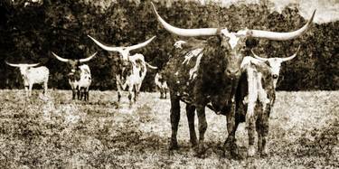 Texas Longhorn Cattle In Sepia 5314.51 - Limited Edition 2 of 5 thumb