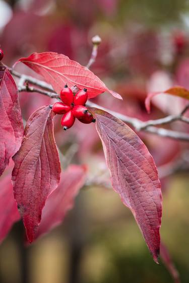 Original Art Deco Nature Photography by M K Miller III