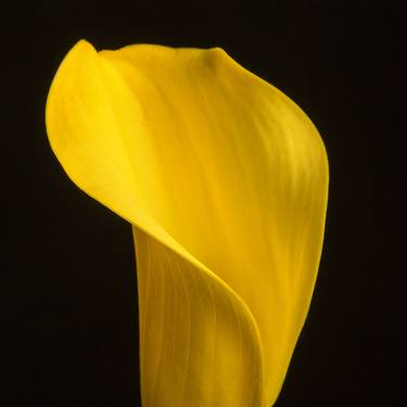 Yellow Lilly Bloom 5534.02 - Limited Edition 3 of 20 thumb