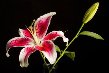 Red Lilly Plant 5542.02 - Limited Edition 2 of 20 thumb