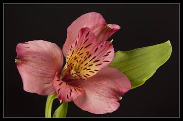 Original Floral Photography by M K Miller III