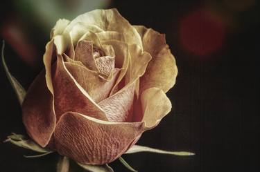 Original Photorealism Floral Photography by M K Miller III