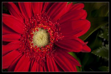 Original Floral Photography by M K Miller III