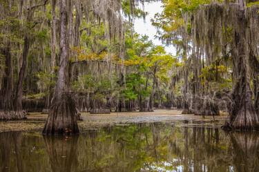 179 .1861 Caddo Lake in Color - Limited Edition 2 of 20 thumb