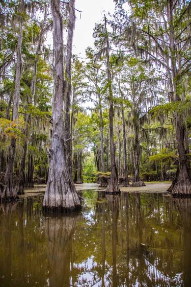149 .1861 Caddo Lake in Color - Limited Edition 2 of 20 thumb