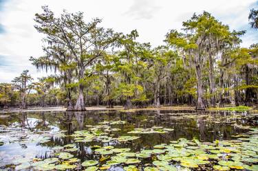 323 .1861 Caddo Lake in Color - Limited Edition 2 of 20 thumb