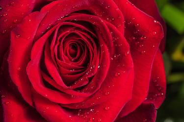 Red Rose Up Close 1803.12 - Limited Edition of 20 thumb