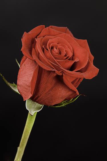 Red Rose Bud on Black 9943.70 - Limited Edition of 20 thumb