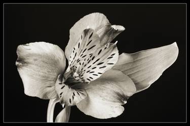 Original Conceptual Floral Photography by M K Miller III