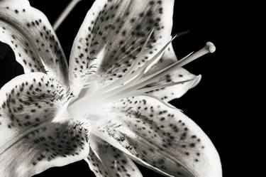 Original Floral Photography by M K Miller III