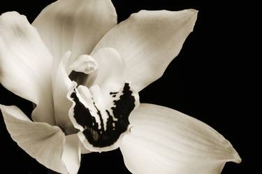 Monochrome Orchid Flower 16.4680 - Limited Edition of 30 thumb