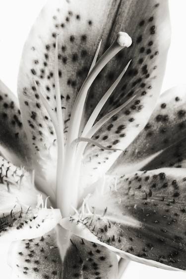 Monochrome Lily Flower 16.4747 - Limited Edition of 30 thumb