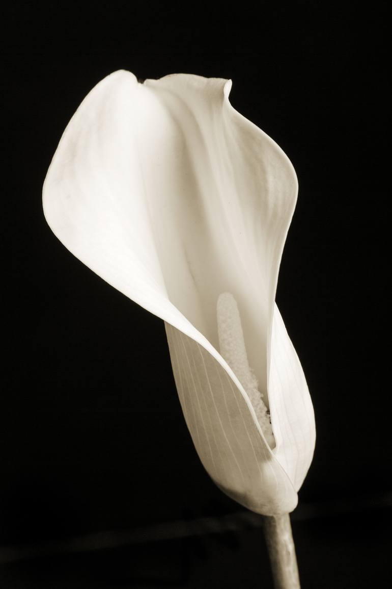 Simple Lily Flower 16 4701 Limited Edition Of 30 Photography By