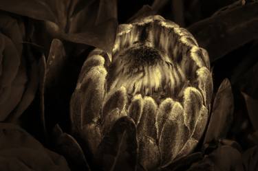 Original Art Deco Floral Photography by M K Miller III