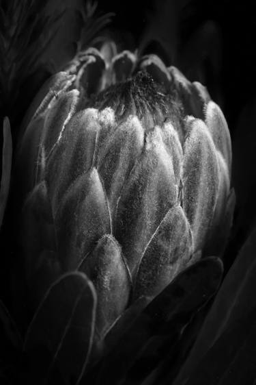 King Protea Bloom NO. 451.1957 - Limited Edition of 20 thumb