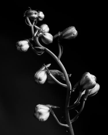 Blue Delphinium in Black and White 463.1957 - Limited Edition of 20 thumb