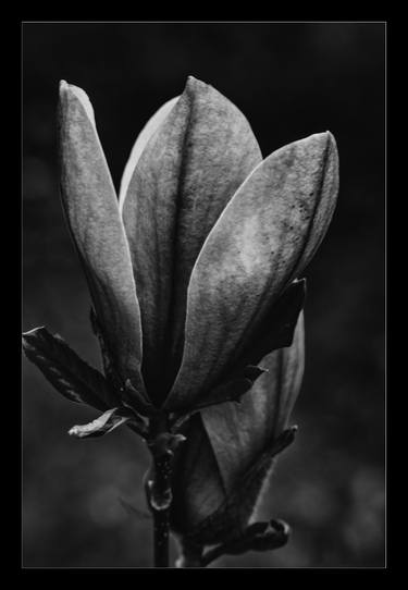 Print of Floral Photography by M K Miller III