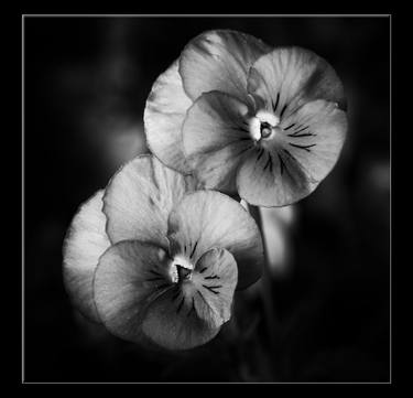 Elegant Pansy Blooms 308.2017 - Limited Edition of 5 thumb