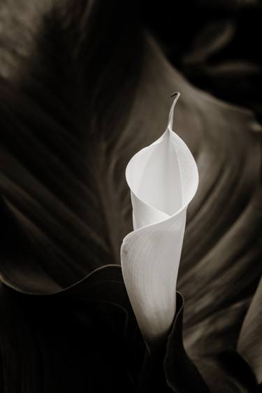 Print of Conceptual Floral Photography by M K Miller III
