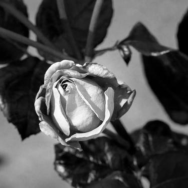 Black and White Heirloom Rose 29.2025-3 - Limited Edition of 10 thumb