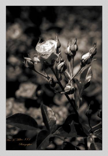 Scarlet Meidiland Rose in Black and White 30.2029-3 - Limited Edition of 10 thumb