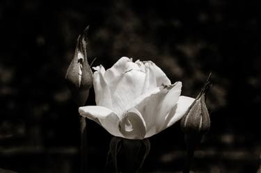 April Moon Rose in Black and White 22.2021-1 - Limited Edition of 10 thumb