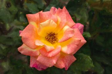 Rio Samba Yellow to Orange Rose 43.2019-8 - Limited Edition of 10 thumb