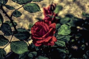 IMPATIENT RED ROSE 83.2019-7 - Limited Edition of 10 thumb