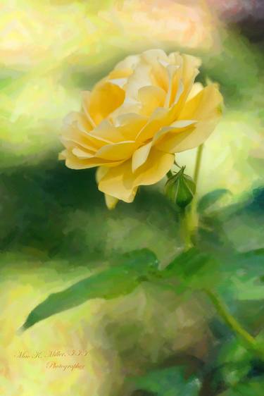 Original Photorealism Floral Photography by M K Miller III