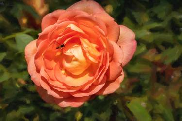 Busy Bee Jubilee Celebration Rose 40.2024-2 - Limited Edition of 10 thumb