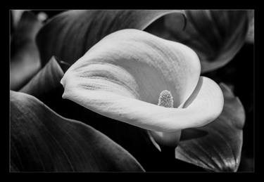 Wild Lilly Flower 128.2018 - Limited Edition of 10 thumb