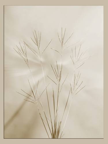 Johnson Grass in Sun  2053.213 - Limited Edition of 5 thumb