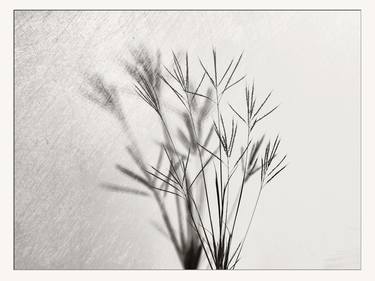 Johnson Grass by a Wall 2053.217 - Limited Edition of 5 thumb