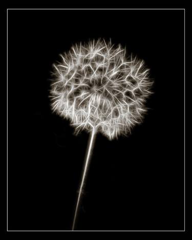 Original Conceptual Floral Photography by M K Miller III