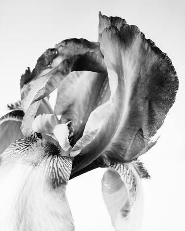 Iris Flower in Black and White 200.2127 - Limited Edition of 5 thumb