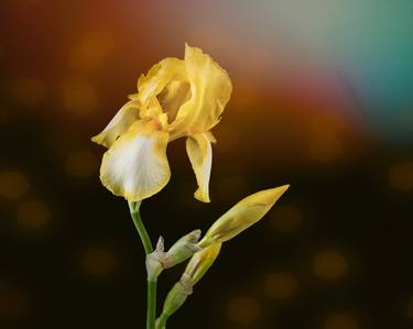 Yellow Iris Flower in Color 702.2127 – 11x14 - Limited Edition of 5 thumb