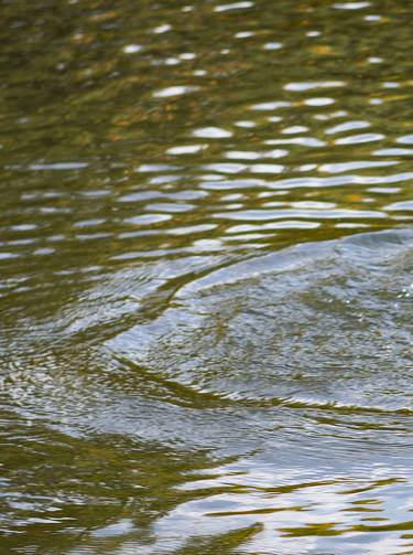 Original Nature Photography by Luigi Lieggi