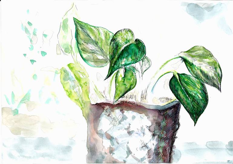 spider plant humidity Variegated Spider Plant Care